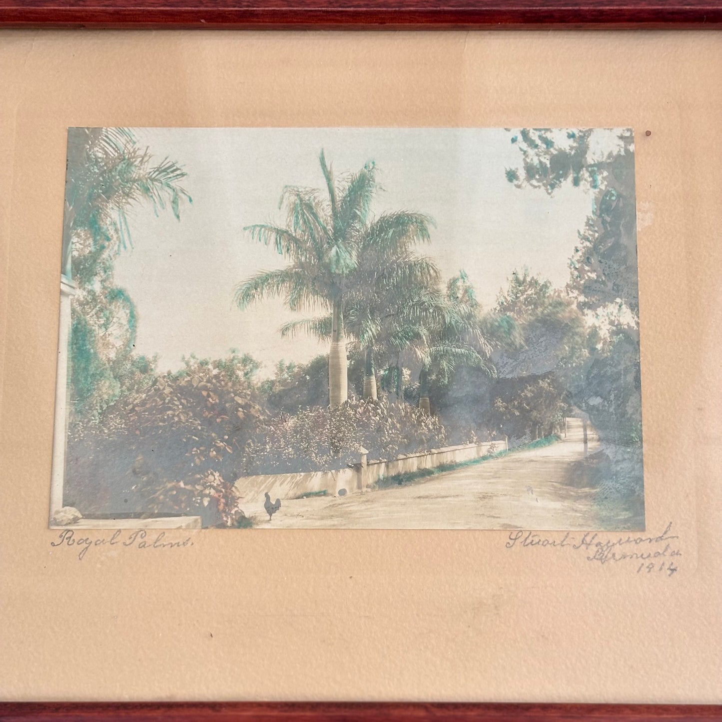 Vintage Stuart Hayward Bermuda Photograph