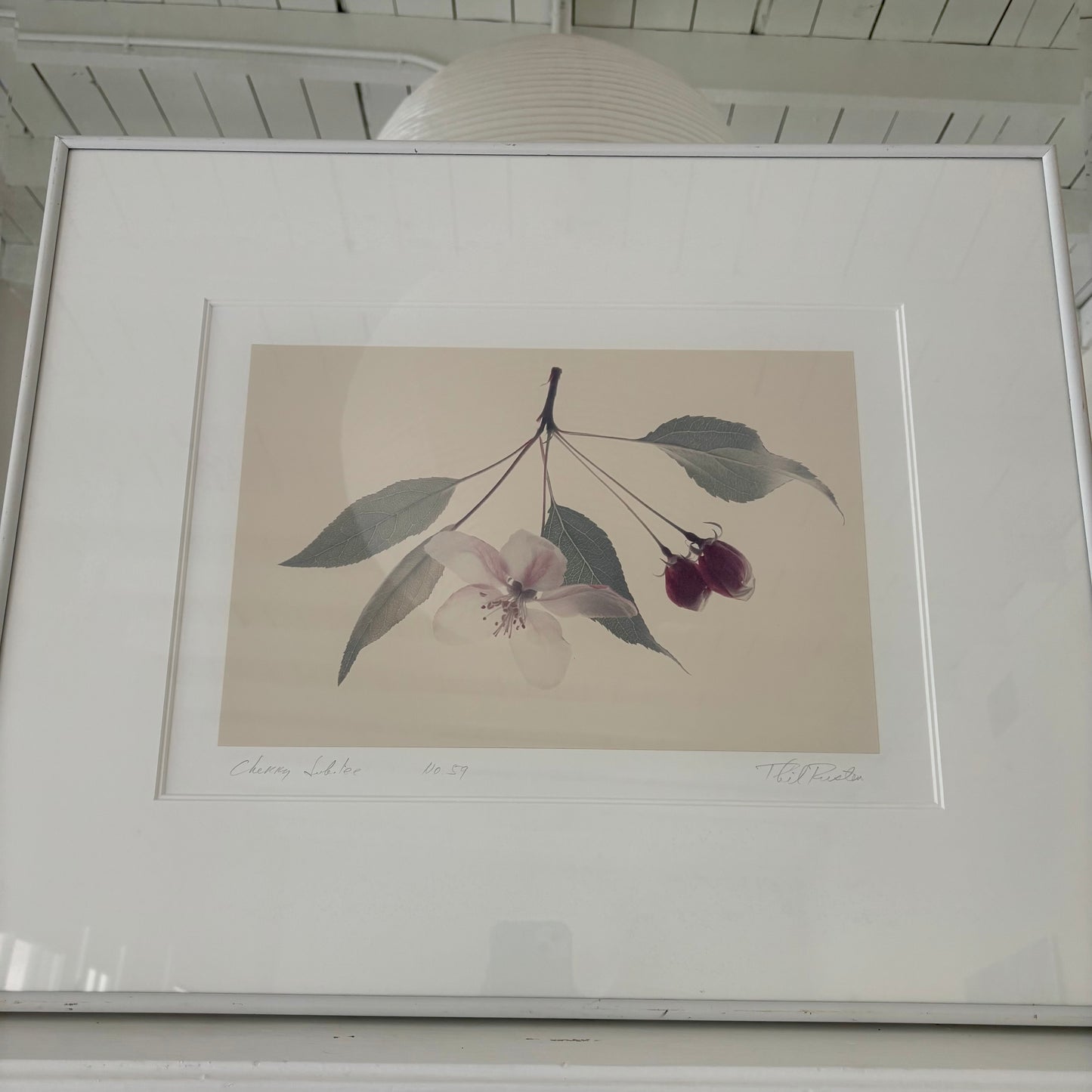 Vintage Fine Art Botanical Photograph