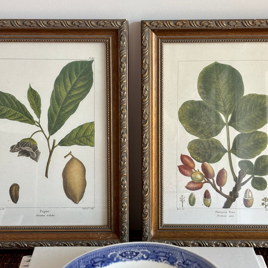 Pair of Botanical Prints