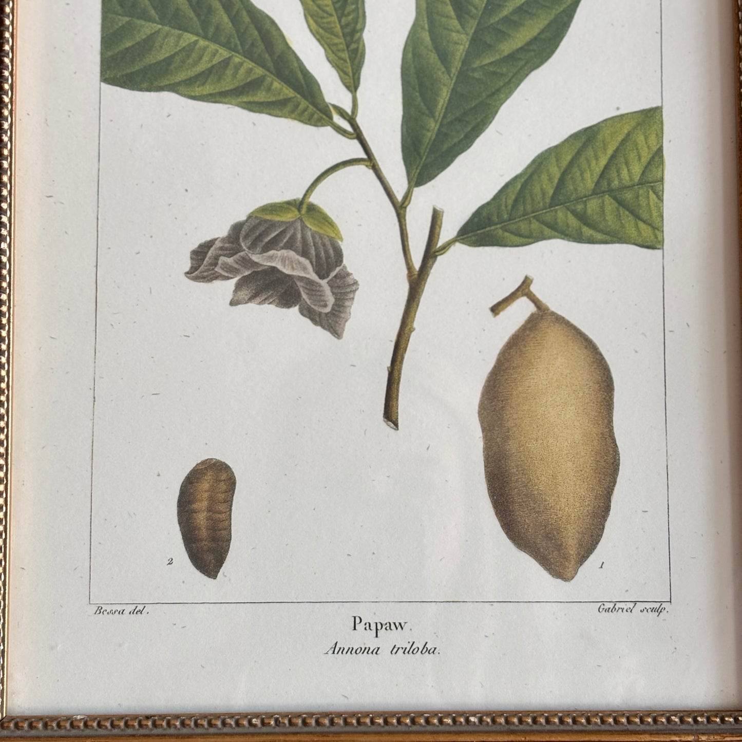 Pair of Botanical Prints