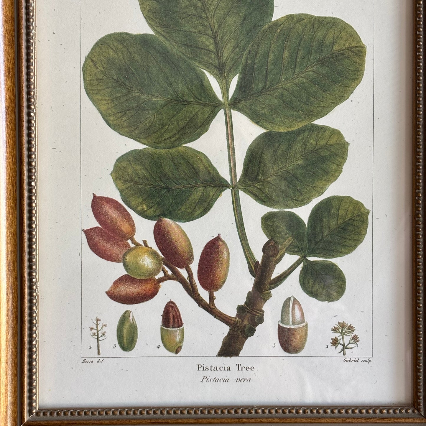 Pair of Botanical Prints