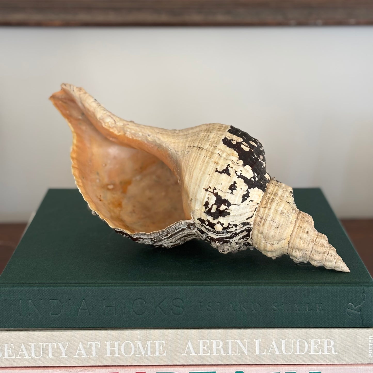 Conch Seashell